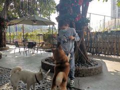 -柴犬高等学院·狗咖·柴犬售卖·宠物训练