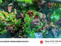 -南山植物园