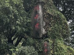 -雁南飞茶田景区