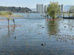 -洱海月湿地公园