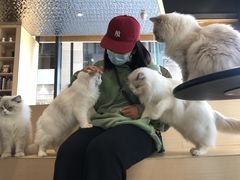 -瞄一喵猫咖(格力海岸店)