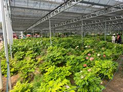 -洛阳市隋唐城遗址植物园