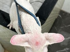 -瑞派紫金宠物医院24小时·骨科·中兽医·重症转诊中心(番禺大石院)