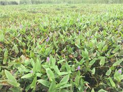 iphone_upload_pic-溱湖国家湿地公园