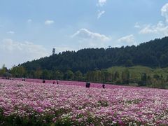 -径山花海