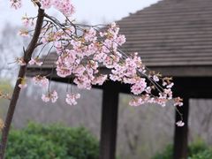 -顾村公园