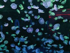-江和美海洋公园