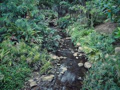 -深圳仙湖植物园