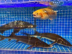 -乔哥铭洋海鲜自助(皇城恒隆广场店)