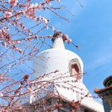 不负春日好时光[鸭子][玫瑰]