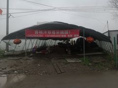 -喜杨洋草莓采摘园