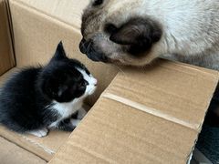 -瑞派康怡24h宠物医院·犬猫医疗中心·微创绝育(瑞景分院)