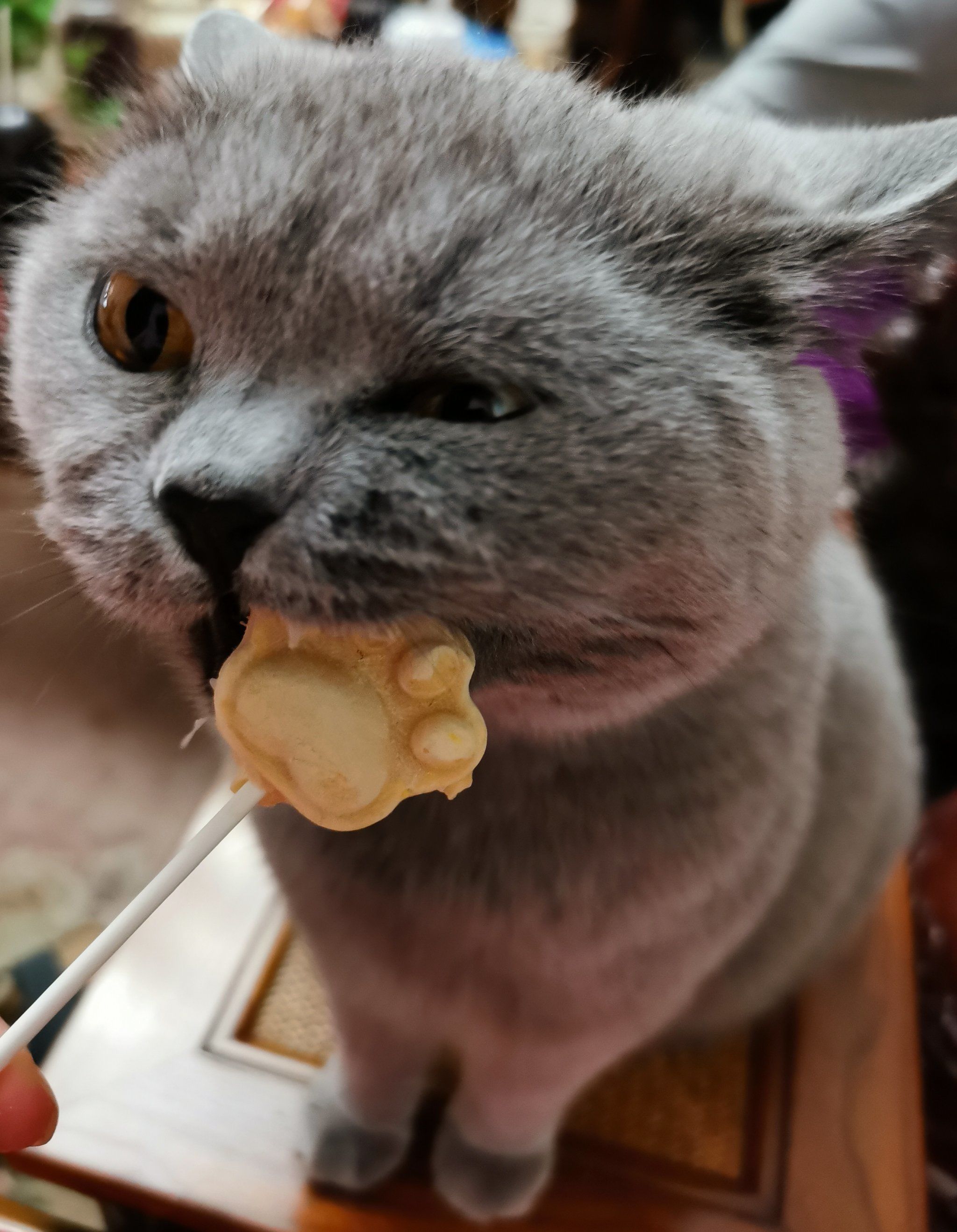 谁能拒绝傻憨憨的小猫咪 我家宠物是吃货