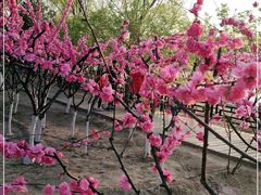 -大兴滨河森林公园