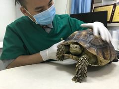 -瑞鹏宠物医院·微创内窥镜·骨外科·牙科(翠竹分院)
