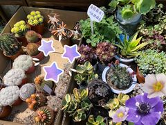 -双季花艺园艺市场(浦东店)
