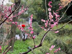 -龙华寺
