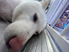 -柴犬小屋·柴餐厅·狗咖食堂(金鼎广场店)