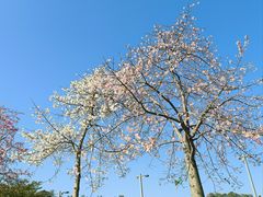 -人民公园(罗湖区)