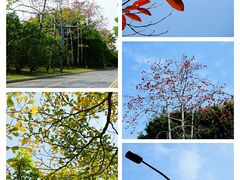 -福田红树林生态公园