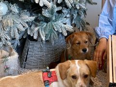 -J Create城市露营咖啡·简餐·宠物(上海动物园店)