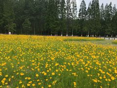 -黄海国家森林公园