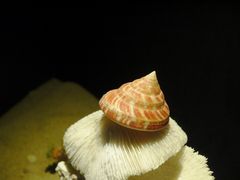 -亚龙湾中心广场·贝壳馆