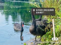 -苏州金鸡湖大酒店