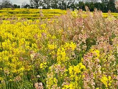 -三圣花乡旅游区