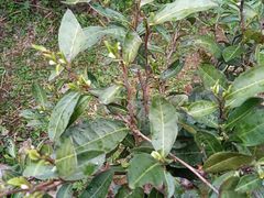 -大唐贡茶院