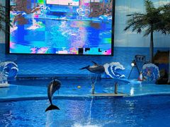 -海合安成都极地海洋公园