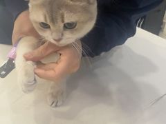 -全心全意连锁动物医院·微创中心·内科急重症·心脏专科(丰管路店)