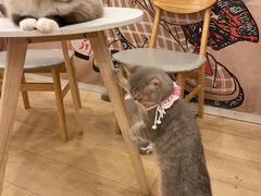 -Let's go狗咖·猫咖·奶狗·桌游(春熙路IFS店)