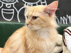 -安格丽娜·狗咖·猫咖羊驼咖(春熙路百盛商场店)