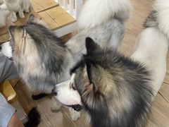 -李小姐の猫咖啡馆(五角场店)