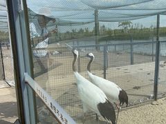 -盐城丹顶鹤湿地生态旅游区