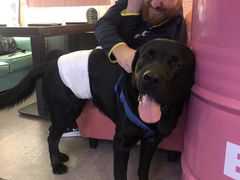 -百好乐宠物友好餐厅(朝外大街店)