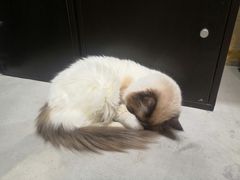 -猫色咖啡·猫咖