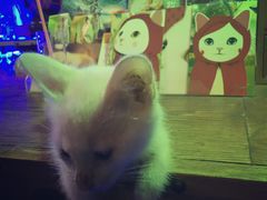 -星宿秘码(鼓浪屿老店)