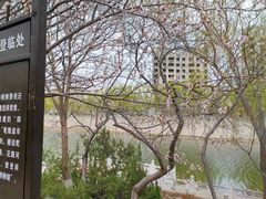 -桃花堤公园