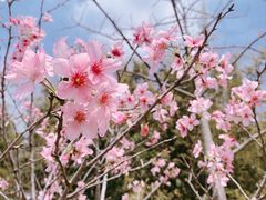 -田野绿世界