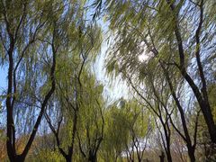 -大兴滨河森林公园