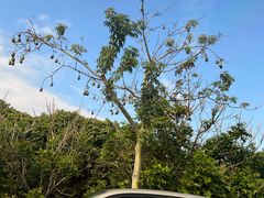 -丰依竹食·老牌竹筒饭