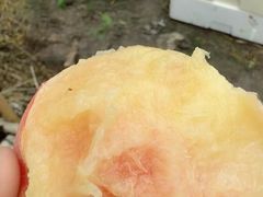 -南汇新场正宗水蜜桃采摘