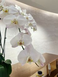 -in BEAUTY法国原液之谜