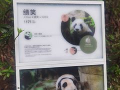 -都江堰中华大熊猫苑