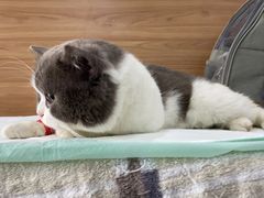 -爱侣宠医·鹦鹉专科·小型哺乳类·异宠专科(灵石路店)