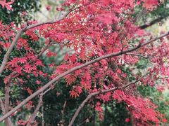 -杭州半山国家森林公园