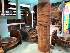 -猫小院猫主题餐厅(三里屯店)