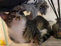-平行世界·猫咖(首经贸店)
